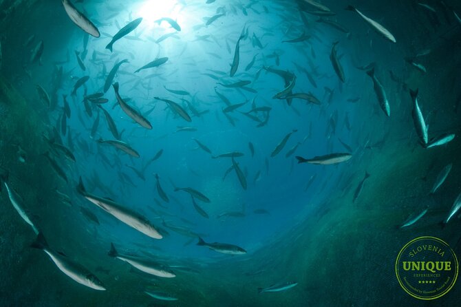 An Unforgettable Day With Fish, Wine and Olive Oil Tasting - Weather and rescheduling: the one thing you cannot control