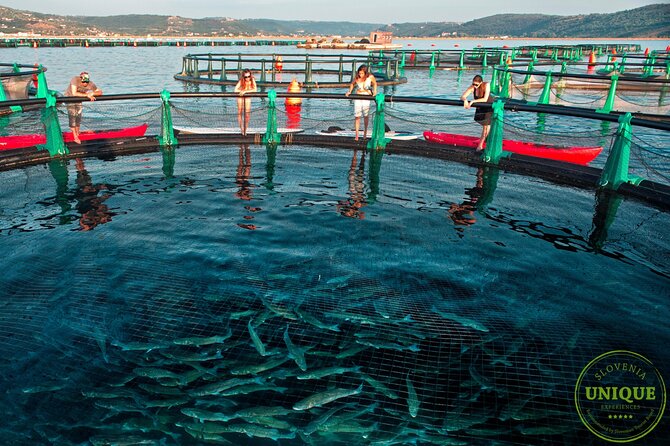 An Unforgettable Day With Fish, Wine and Olive Oil Tasting - Price and value: what $79.82 buys you, and why it feels fair