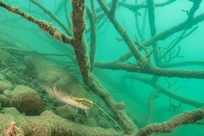 Diving Bled - Key highlights worth knowing before you go