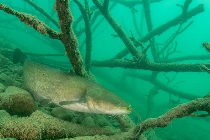 Diving Bled - Lake Bled’s freshwater twist, and why it feels special