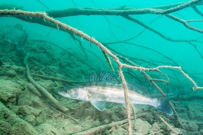 Diving Bled - Small group energy, and why it matters in cold water