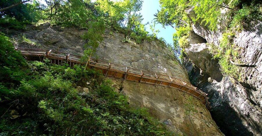 From Bled: Half-Day Pokljuka Gorge Trail Hike (Private) - From forest to gorge passages: what you do in 3 hours
