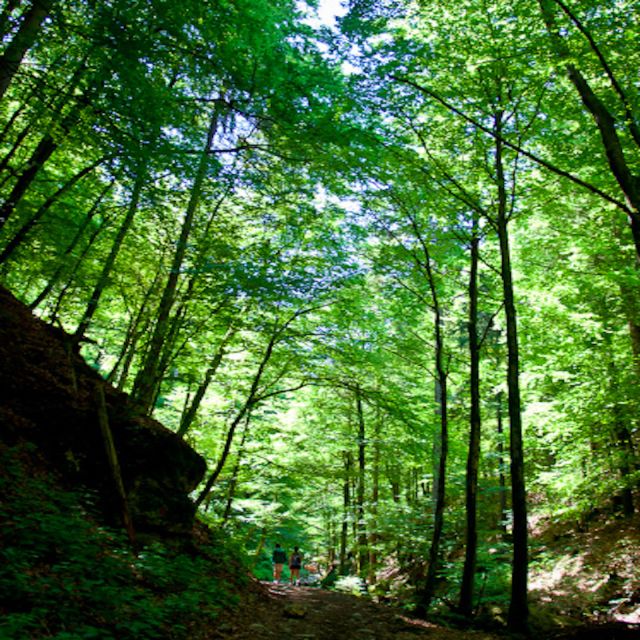 From Bled: Half-Day Pokljuka Gorge Trail Hike (Private) - Quick checklist before you lace up