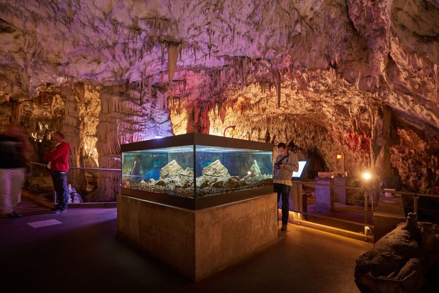 From Ljubljana: Lake Bled & Postojna Cave with Entry Tickets - Postojna Cave, guided tour plus the train ride through a real underworld