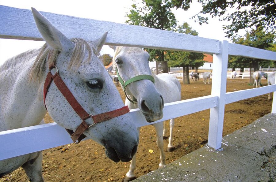 From Ljubljana: Lipica Stud Farm and Piran Full-Day Tour - Getting to Lipica: Your Ljubljana Pickup and Ride Comfort