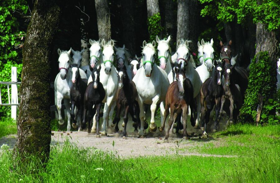 From Ljubljana: Lipica Stud Farm and Piran Full-Day Tour - Who This Tour Suits Best