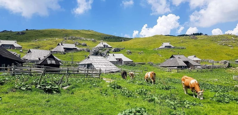 From Ljubljana: Velika Planina Guided Hike - The guided hike: meadows, spruce forest, and viewpoints worth the effort