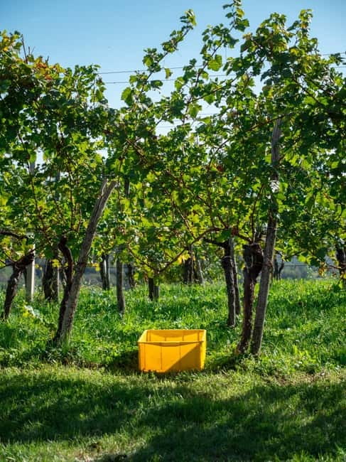From Ljubljana: Vipava Valley Wine Express Tour - Who this Vipava Valley tour suits best