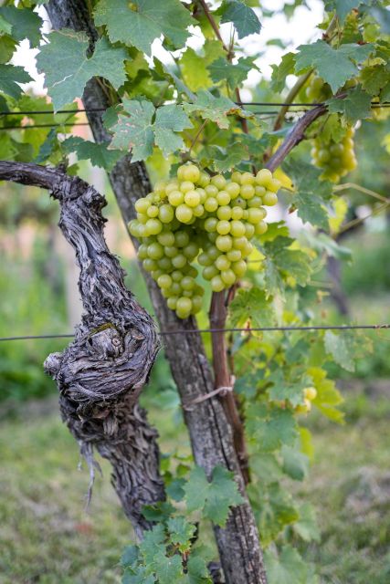 From Ljubljana: Vipava Valley Wine Express Tour - Stop 1: organic growers at their home estate