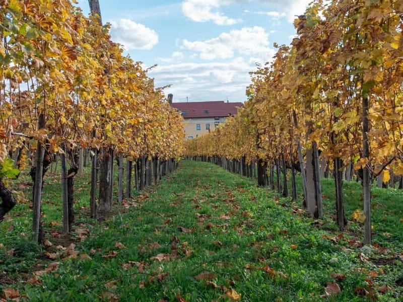 From Ljubljana: Vipava Valley Wine Express Tour - Price and value: is $105 a fair deal for a half-day?