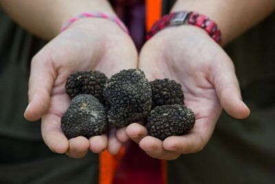Gažon to Istria: Truffle Hunting, Cooking & Tasting
