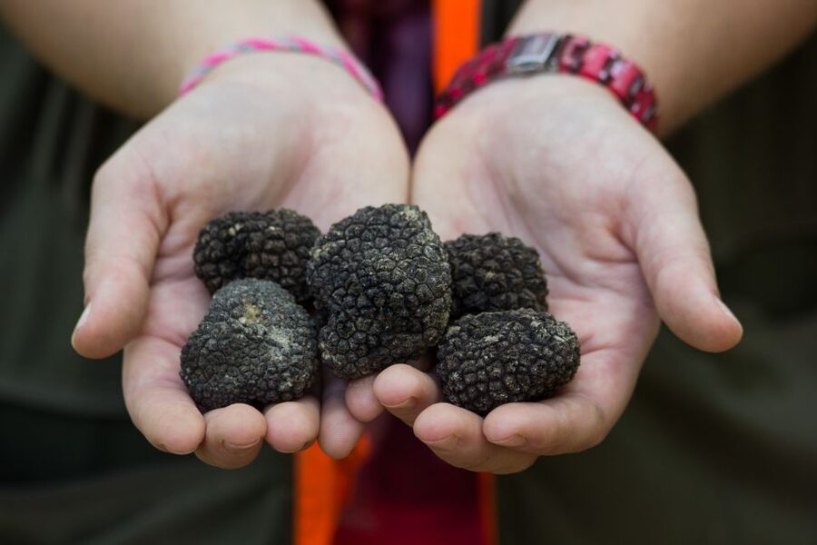 Gažon to Istria: Truffle Hunting, Cooking & Tasting - Meeting Jerneja, Waldy, and Bistra, the truffle team