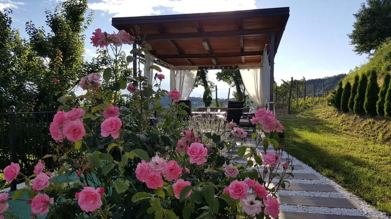 Goriška Brda: Wine Tasting with Local Snacks - Entering Brda wine culture, one pour at a time