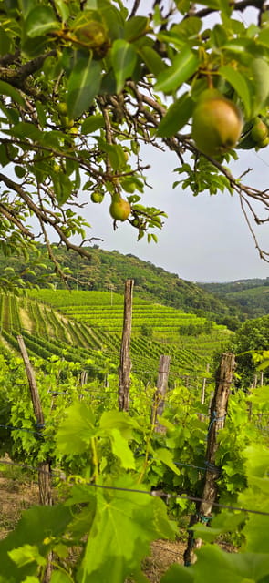 Goriška Brda: Wine Walk and Tasting - Key highlights at Pintar Wine Estate