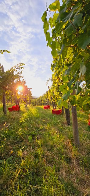 Goriška Brda: Wine Walk and Tasting - Goriška Brda Wine Walk at Pintar, Why this 2-hour tour feels different