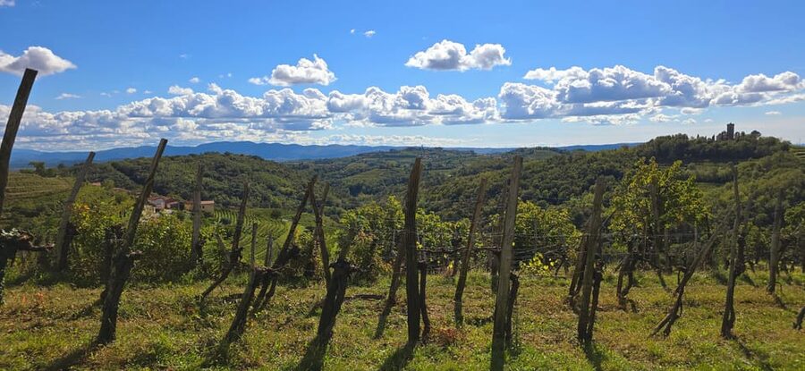 Goriška Brda: Wine Walk and Tasting - Vineyard walk through Brda vines, what you see in the first 30 minutes