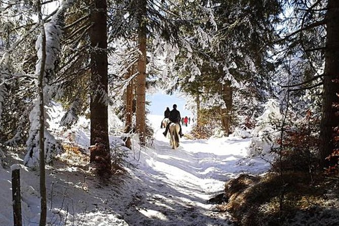 Horse Riding in Bled - Key highlights to know before you go