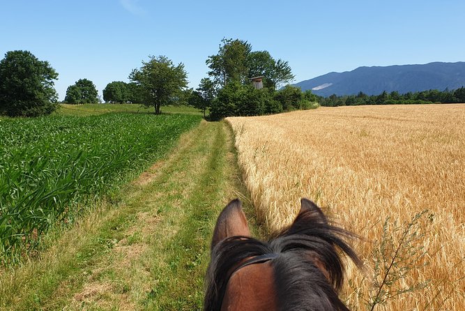 Horseback Riding In Bled - Safety, Expectations, and the One Red Flag to Watch