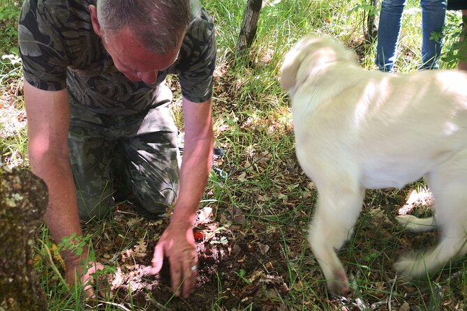 Istria - Truffles: Hunting & Cooking & Tasting, Slovenia - How the tour teaches you to spot fresh truffles later