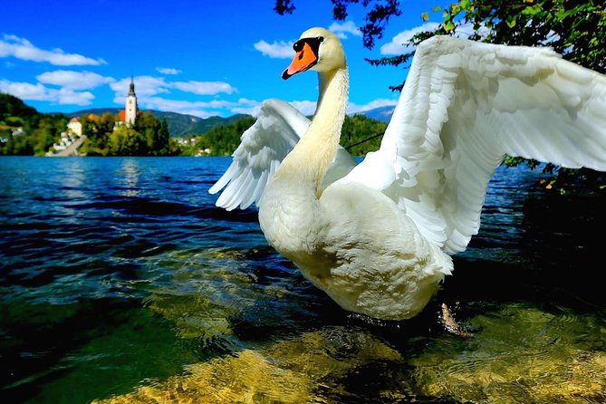 Lake Bled Half Day Excursion from Ljubljana - Pletna boat ride to the island: the classic experience that feels different up close