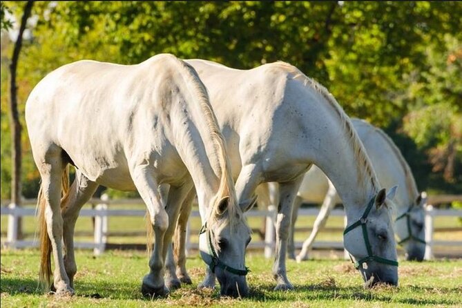Lipica stud farm and Piran Tour from Ljubljana - Beach Time and Swimming, Enjoy the Water With Real Expectations