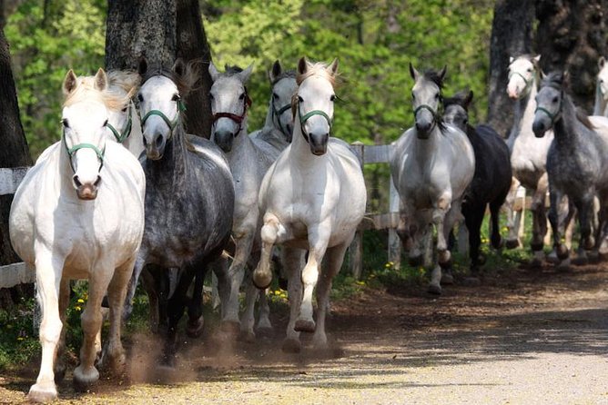 Lipica Stud Farm and Skocjan Caves from Koper - Getting picked up in Koper, then setting the rhythm