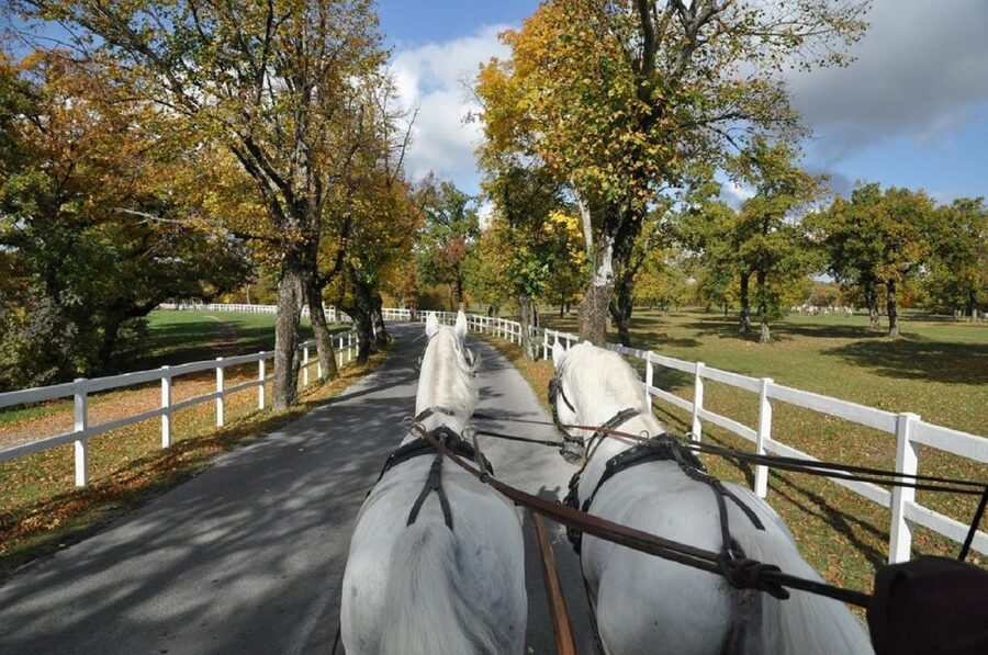 Lipica Stud Farm and Škocjan Caves from Trieste - Should you book Lipica Stud Farm and Škocjan Caves from Trieste?