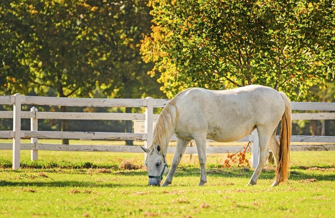 Lipica Stud Farm- Private Experience from Koper - Skip the lines at Lipica: what the included ticket actually buys you