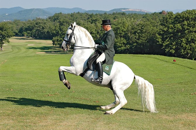 Lipica Stud Farm- Private Experience from Koper - The return drive via Trieste: a history lesson without stress