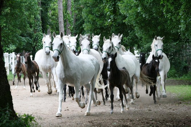 Lipica Stud Farm- Private Experience from Koper - Optional food stop near arrival: keep it flexible