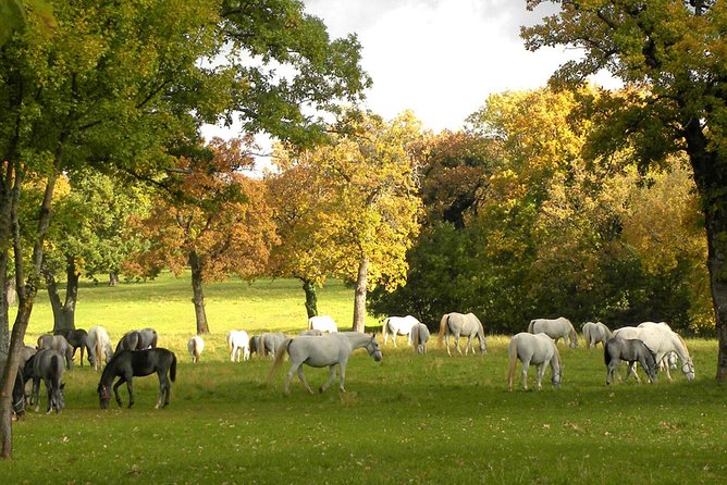 Lipica Stud Farm- Private Experience from Koper - The Lipizzaner tradition at Lipica: 430 years you can see with your own eyes
