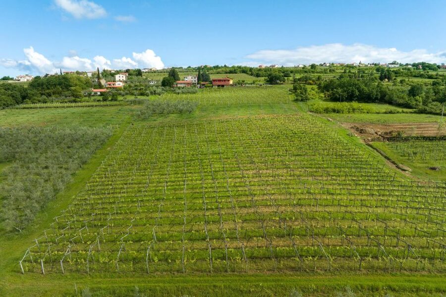 Olive Oil Tasting a Journey of Flavors and Aromas - First Stop: The Olive Groves Around Marezige
