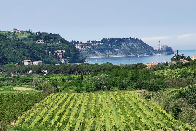 Slovenian coast Koper, Izola, Piran - Parenzana electric biking tour from Koper - Strunjan peninsula views, sea lagoons, and the climb you actually want