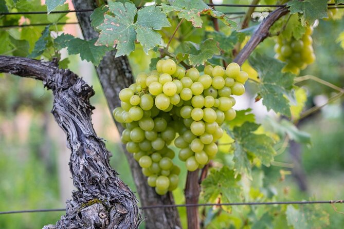 Vipava Valley Wine Express Tour From Ljubljana - Leaving Ljubljana at 2:00 pm, and how the timing really feels