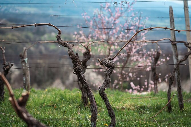 Vipava Valley Wine Express Tour From Ljubljana - Two winery stops in one afternoon: old cellars versus modern facilities
