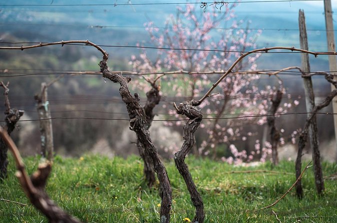 Vipava Valley Wine Express Tour From Ljubljana - Guides matter: Alen, Klemen, Dave, Luca, Rocco, and the value of the drive