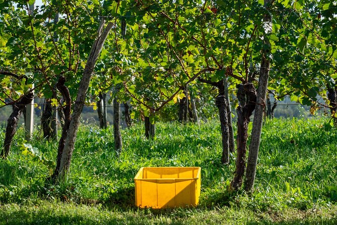 Vipava Valley Wine Express Tour From Ljubljana - Price and value at about $130.95 per person