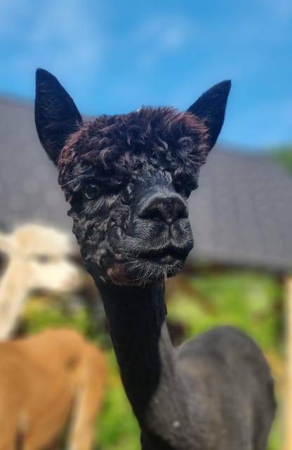 Walking with alpacas - Domačija Loncnar - Bohinj - Key things to know before you go