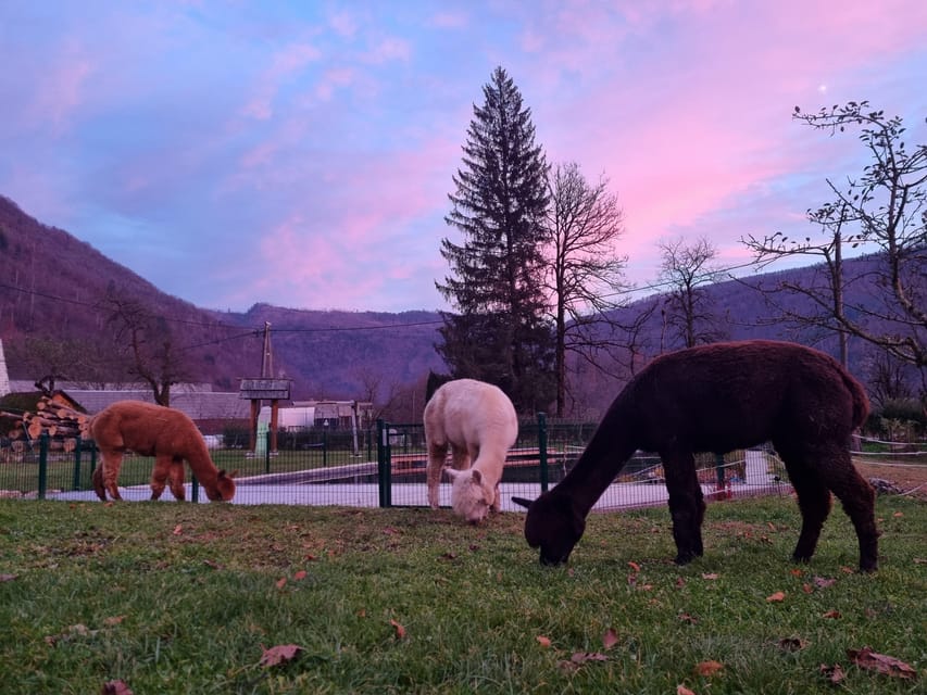 Walking with alpacas - Domačija Loncnar - Bohinj - Why this alpaca walk feels like a reset button in Bohinj