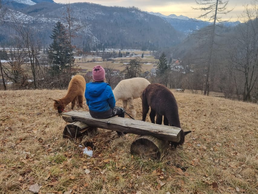 Walking with alpacas - Domačija Loncnar - Bohinj - The guided countryside stroll, easy route to a river photo spot