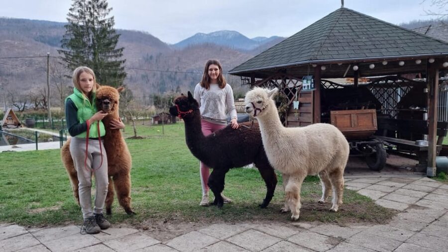 Walking with alpacas - Domačija Loncnar - Bohinj - Your $44 value check: what’s included, what you should budget for
