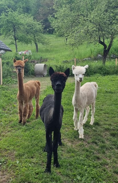 Walking with alpacas - Domačija Loncnar - Bohinj - Who this is perfect for, and who might want a different plan