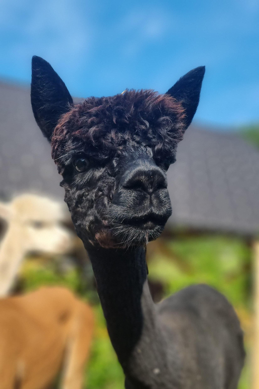 Walking with alpacas - Domačija Loncnar - Bohinj - Should you book this alpaca walk at Bohinj?