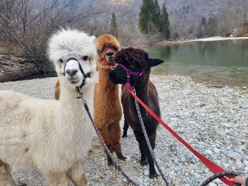 Walking with alpacas - Domačija Loncnar - Bohinj - Meeting the alpacas at Domačija Loncnar, and what feeding is really like