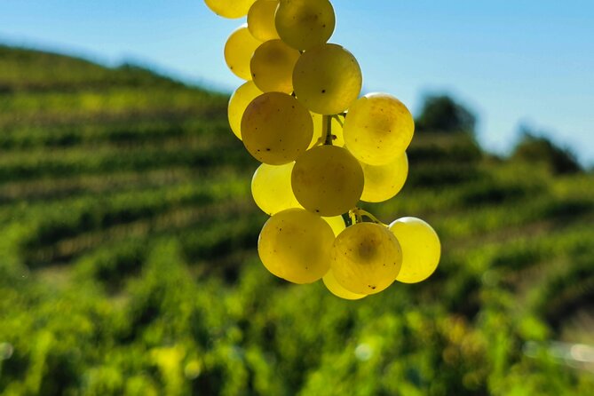 Wine Degustation in the Heart of Slovenian Istria - Price and Value: Why $42.33 Can Make Sense